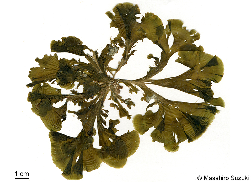 ヤレオウギ Homoeostrichus flabellatus